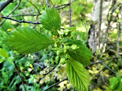 Crataegus chrysocarpa chrysocarpa