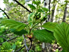 Crataegus chrysocarpa chrysocarpa