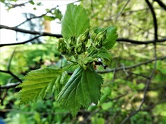 Crataegus chrysocarpa chrysocarpa