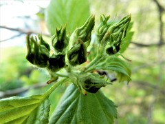 Crataegus chrysocarpa chrysocarpa