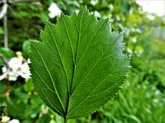 Crataegus chrysocarpa chrysocarpa