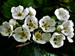 Crataegus chrysocarpa chrysocarpa