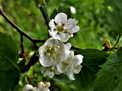 Crataegus chrysocarpa chrysocarpa