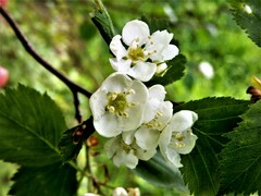 Crataegus chrysocarpa chrysocarpa