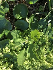 Verbesina microptera