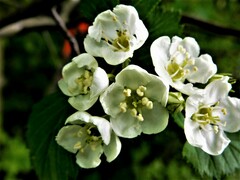 Crataegus chrysocarpa chrysocarpa