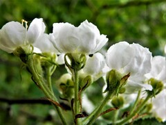 Crataegus chrysocarpa chrysocarpa