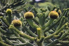 Araucaria araucana