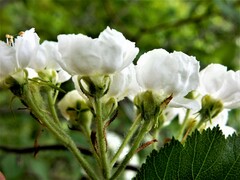 Crataegus chrysocarpa chrysocarpa