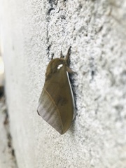 Automeris naranja