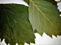 Crataegus chrysocarpa chrysocarpa