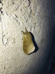 Automeris naranja