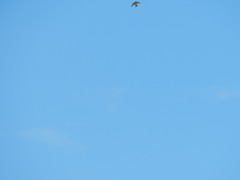 Tyrannus melancholicus