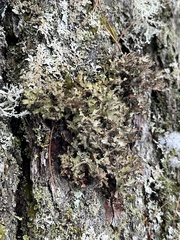 Tuckermanopsis americana