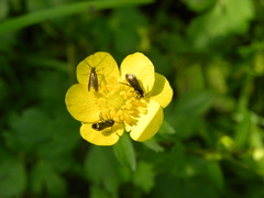 Micropterix calthella