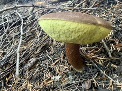 Aureoboletus mirabilis