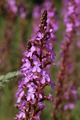 Stylidium armeria