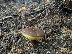 Aureoboletus mirabilis