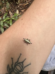 Gasteracantha fornicata