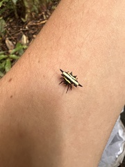 Gasteracantha fornicata