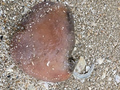 Aplidium stellatum
