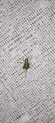 Eupholidoptera schmidti