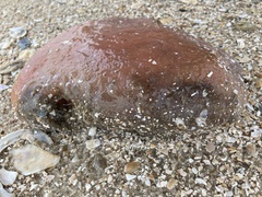 Aplidium stellatum