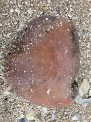 Aplidium stellatum