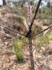 Cerambycoidea