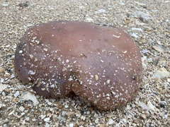 Aplidium stellatum