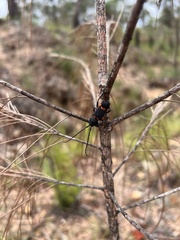 Cerambycoidea