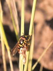 Chrysotoxum triarcuatum