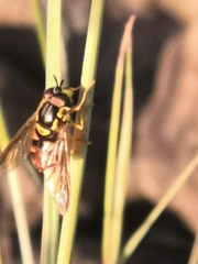 Chrysotoxum triarcuatum