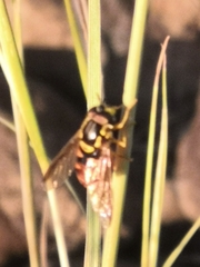 Chrysotoxum triarcuatum
