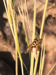 Chrysotoxum triarcuatum