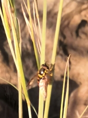 Chrysotoxum triarcuatum