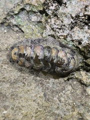 Acanthopleura granulata