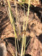 Chrysotoxum triarcuatum