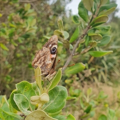 Vanessa gonerilla ida