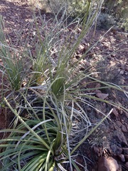Nolina microcarpa