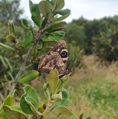 Vanessa gonerilla ida