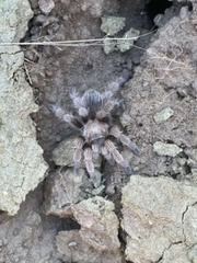 Aphonopelma johnnycashi