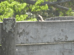 Zonotrichia capensis