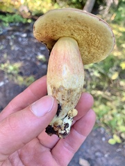 Boletus smithii