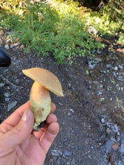 Boletus smithii