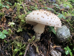 Amanita chrysoblema