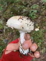 Amanita chrysoblema