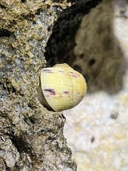 Nerita peloronta