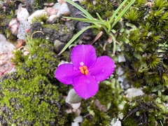 Portulacaceae