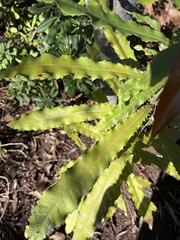 Macadamia tetraphylla